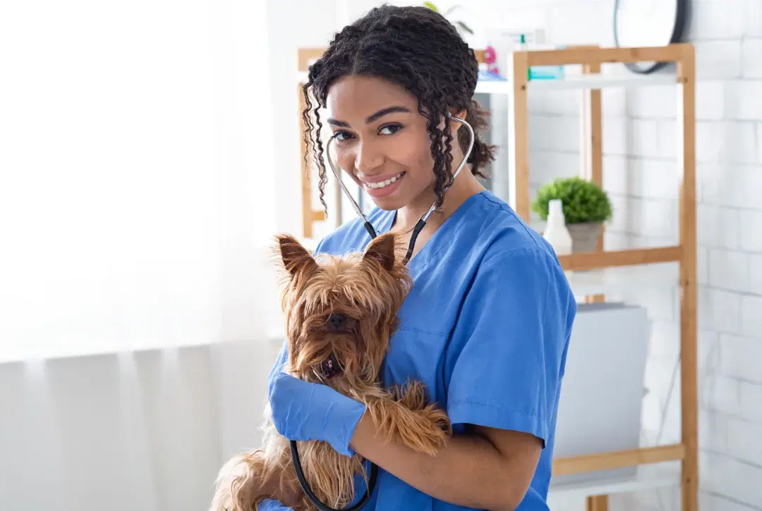 Veterinary consultation discussing treatment options and pricing