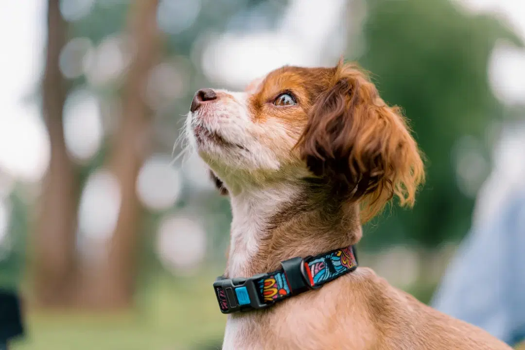 Dog prepared for pet travel and relocation checks
