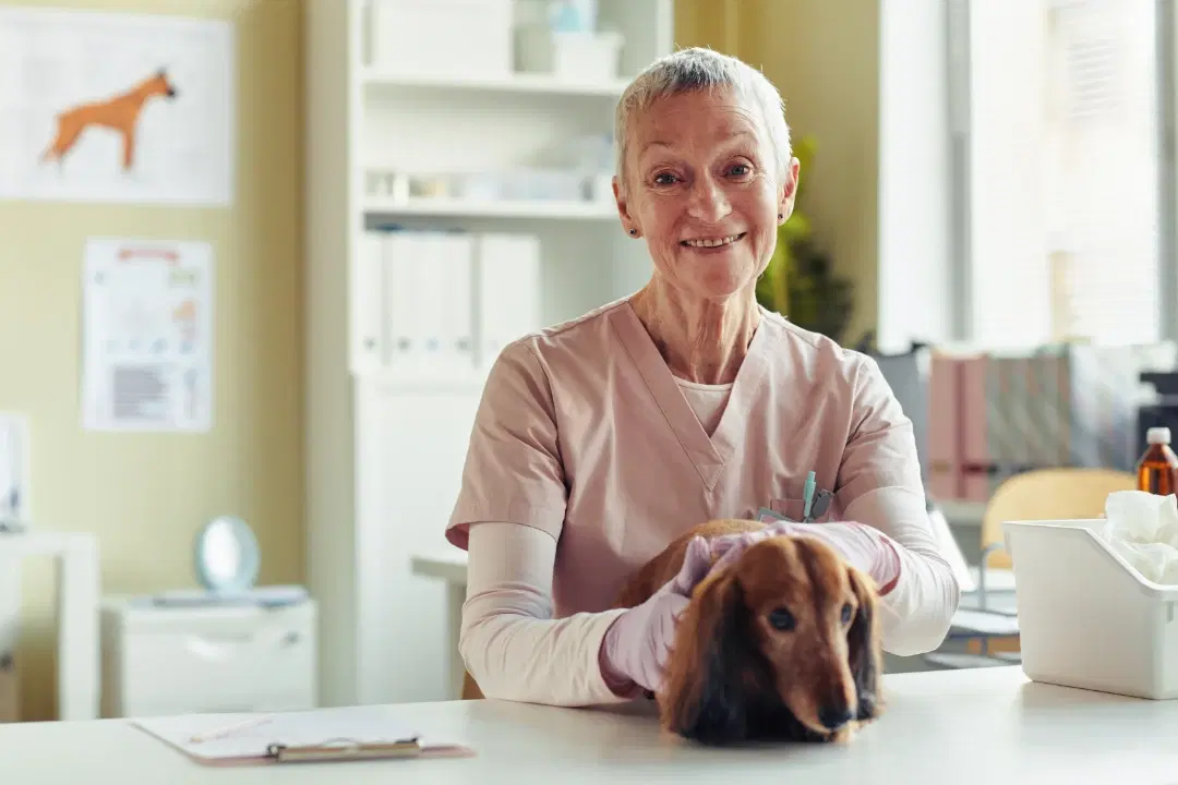 Independent-style local veterinary care scene