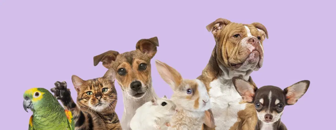 Multiple domestic pets representing the future of data-driven care