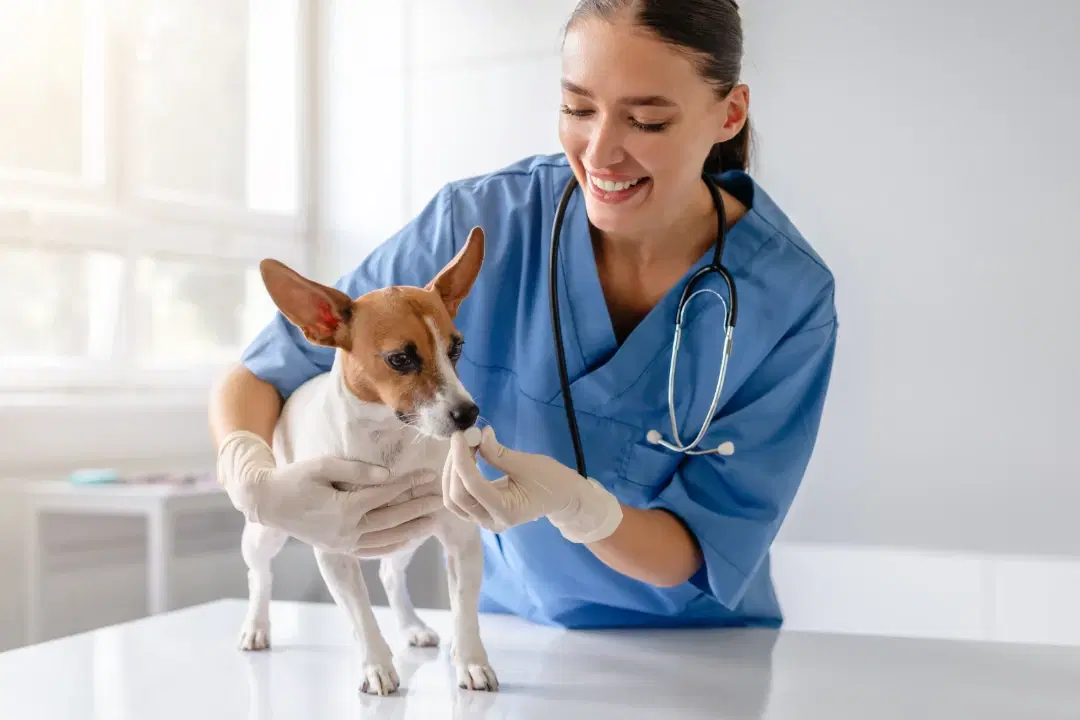 Dog receiving treatment in a clinical setting