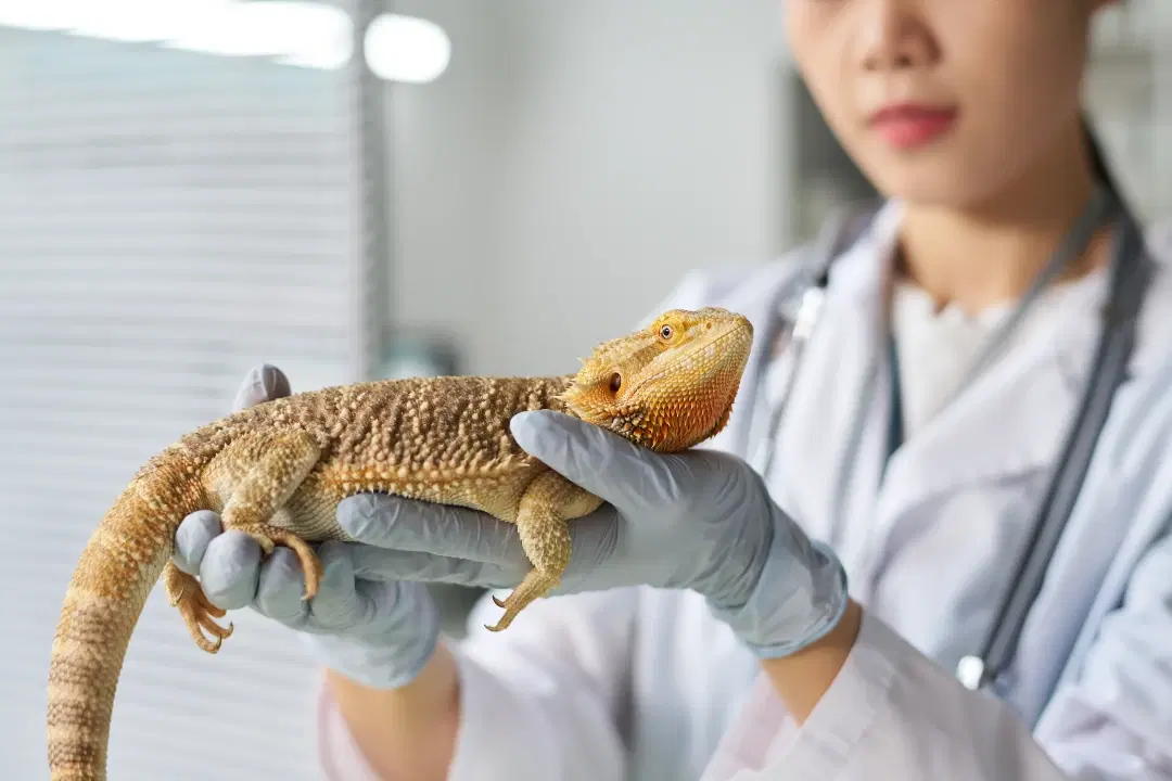 Exotic pet consultation with reptile patient